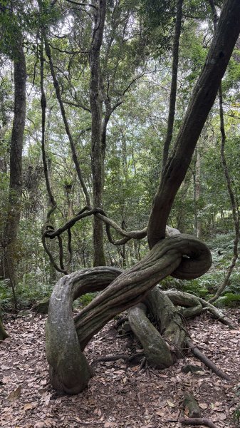 森林的纏繞藝術