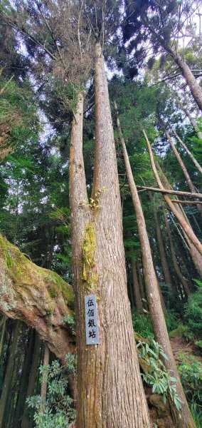 2022-10-15金柑樹山、忘憂森林步道1880363