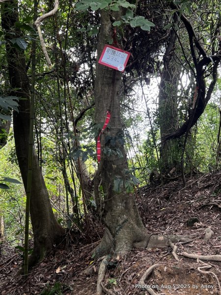 連走微笑山線第一段＋第二段（大棟山系）2853028