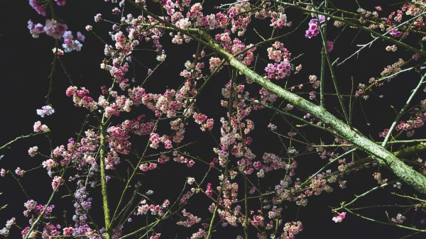 【台灣健行】春艷 • 寶山二集團2698542