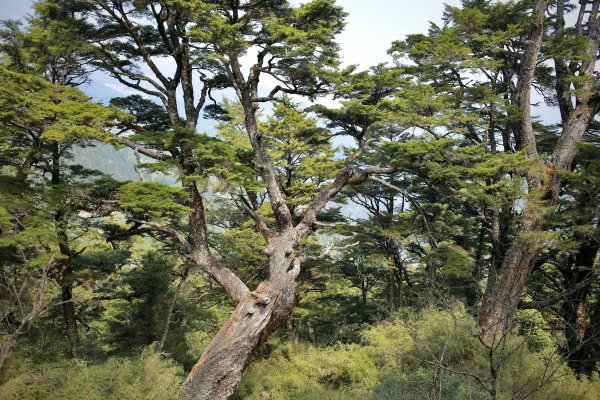 奇萊主北：奇萊北峰、月形池1322908