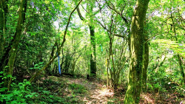 石碇大崙,人頭面山,獅公髻尾山2800423