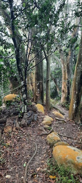 《苗栗》霧雨寒流｜三義三角山步道202512252969244