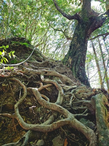 油羅山-2025森遊竹縣皮皮獅探險隊2910096