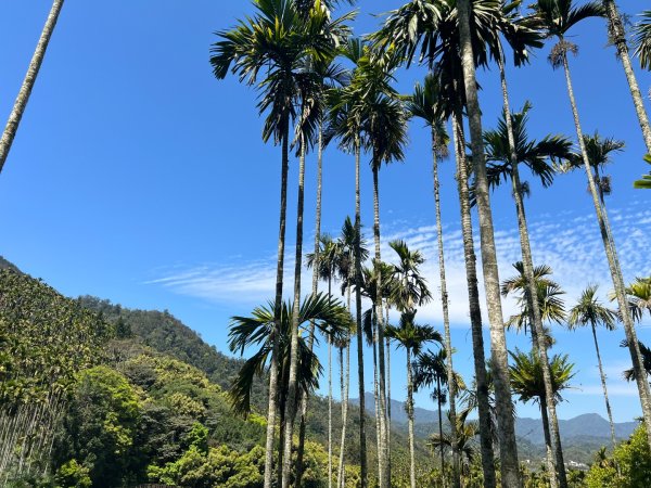 日月潭後尖頭社蹤走2748516