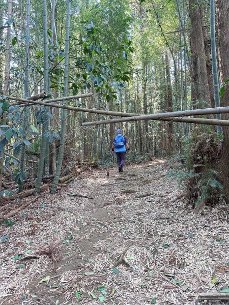 奮太、奮瑞古道上雲戴山續走幼葉林山2492998