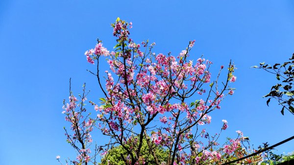 紫花酢醬草2739921