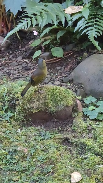 溪頭自然教育園區2938875