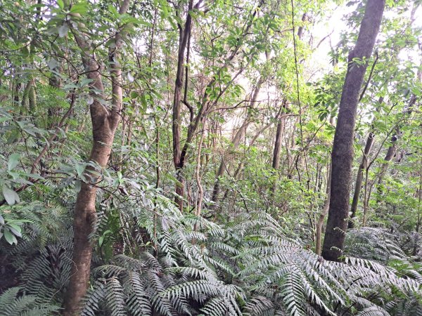 小百岳集起來大崙頭尾山親山步道3127358