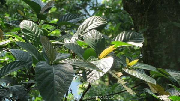 《苗栗》古道柳杉｜雲洞宮鳴鳳古道南長城步道登三湖山202505022777112