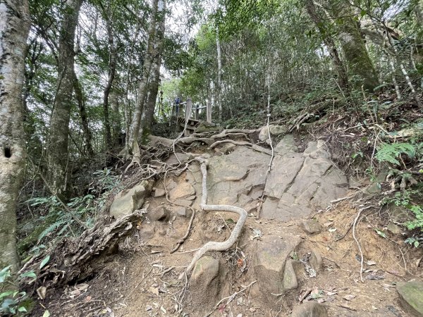 喜遇水晶蘭及翹距根結蘭-北得拉曼巨木步道11103101636063