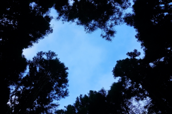 特富野古道90996