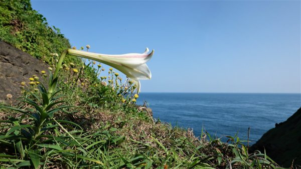 海天一色百合花開的欄杆外鼻頭角1670905