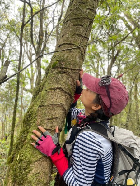 山車廣山.福巴越嶺O-神木群-水晶蘭-根結蘭2756235