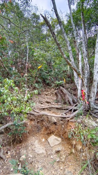 埔里六秀之3關刀山（順走關刀山西峰/西關刀山北峰）1644266