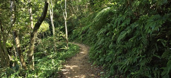 小粗坑山經南登山口上石門山Ｏ型-2026/07/183091180