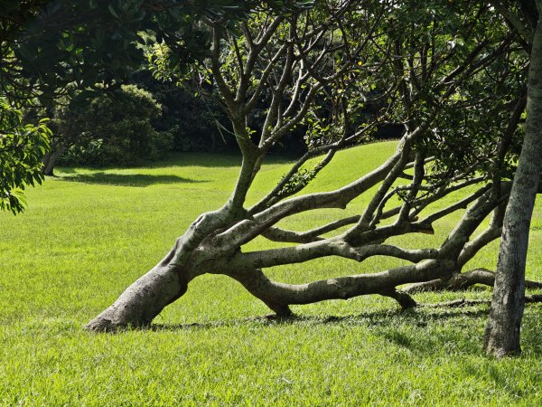 [百山百鳥尋旅-02/15] 2025_0809 社頂自然公園步道2856883