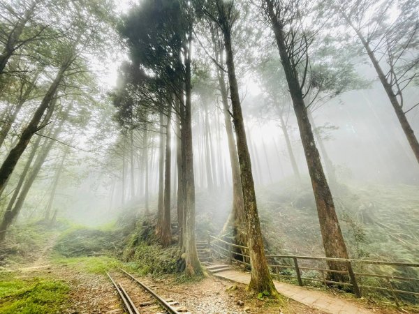 阿里山 水山巨木步道1741736