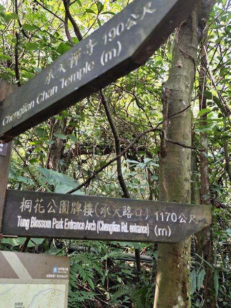 2026-0221造鎮-太極嶺-桐花公園-承天禪寺-永寧站3005818