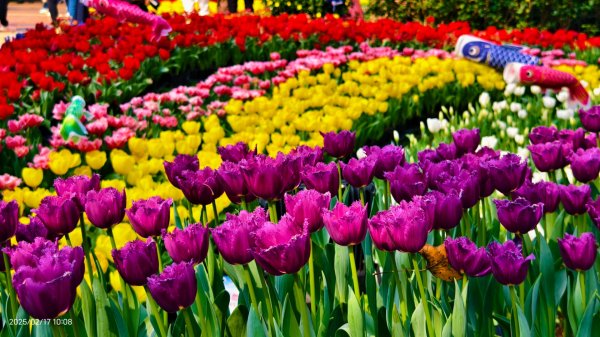 翡翠水庫壩頂&士林官邸鬱金香 2/17封面