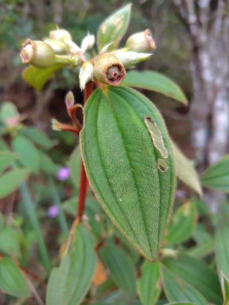 白藍狐貍出狐貍尾/狐貍縱走2796267