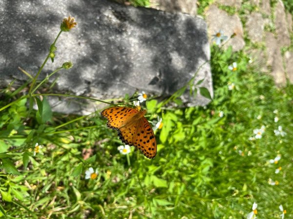 冷水坑-七星山東峰-苗圃2875015