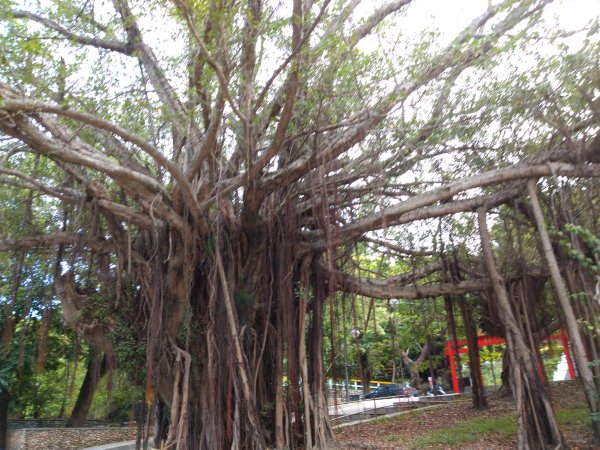 步道巡訪員 l 鯉魚山步道七月巡訪日誌1050334