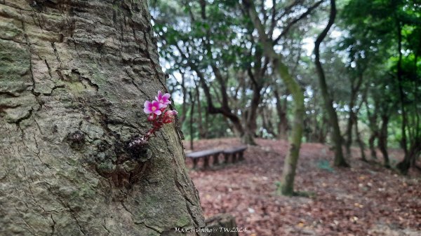 《彰化》西北雨後｜花壇大嶺巷步道群O繞202408242579747