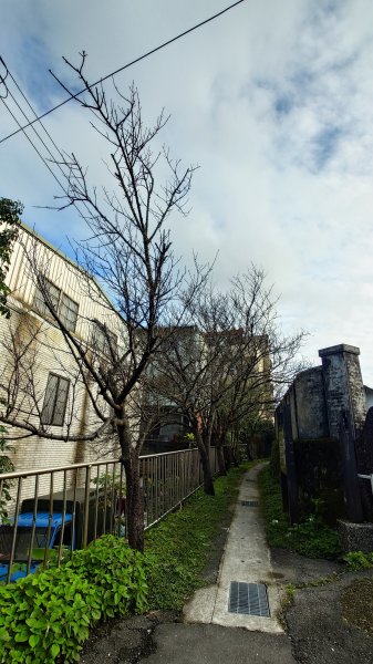 20260125 陽明山前後山健行(無極天元宮~山仔頂步道.向天池.向天山.面天山.二子坪)2997929