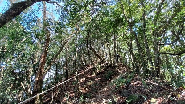 【苗栗泰安】水雲三星最終回。 橫龍山x橫龍山北峰x騰龍山(有極佳的展望)2061869