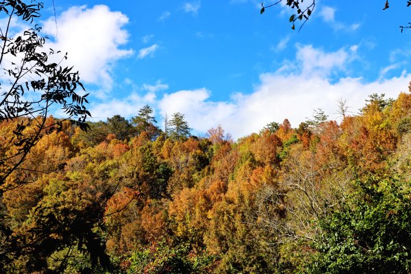 【戀戀楓紅】霞喀羅賞楓行2675615