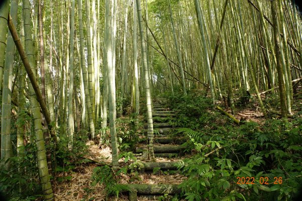 嘉義 阿里山 卓武山1623080