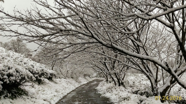 坪林下雪了29859
