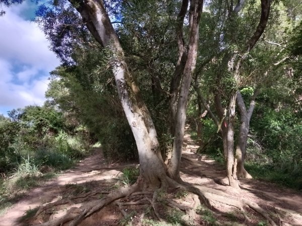 造橋鄉口山步道(老庄山+菜瓜窩山+造橋口山)2933706