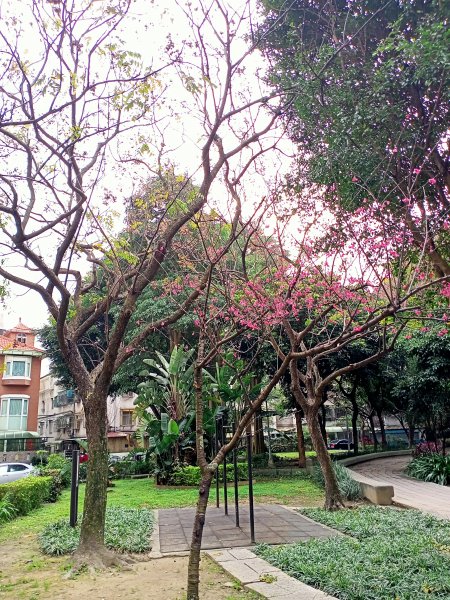 春暖花開的內湖文德三號公園、瑞陽公園、大港墘公園【齊心鞋力向前走】2025378
