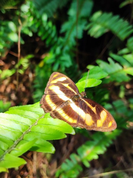 林口新林老公崎步道2773701