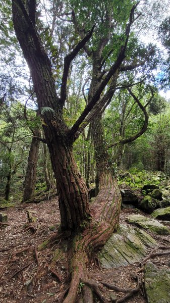 谷關七雄--馬崙山2326342