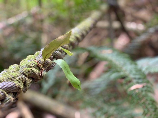 2021.03.14 「水社大山 」1307269