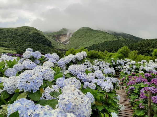 繡球花田繽紛多彩。雲霧飄緲群山間989372