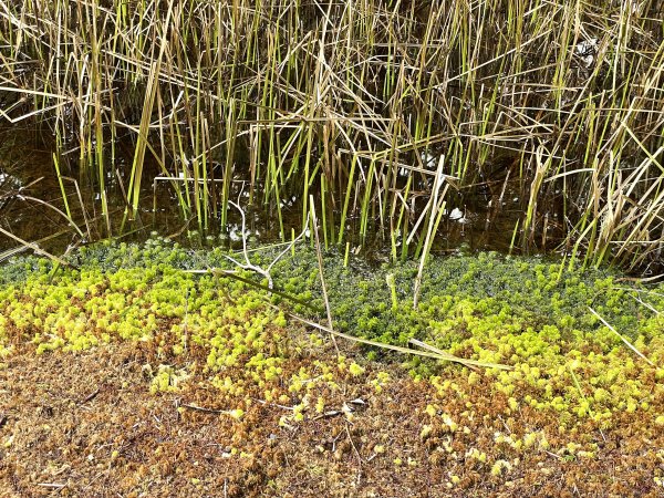 魔幻森林三星山與三星池1658324