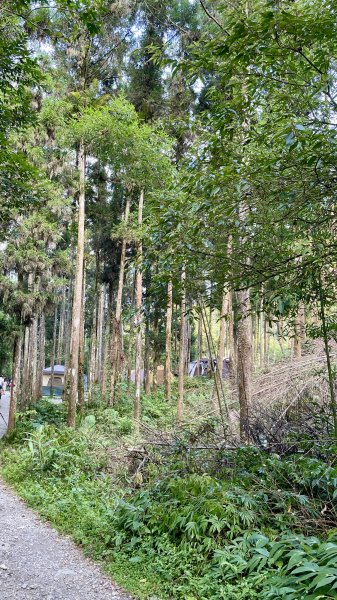 涼意滿滿的〔烏來〕福山部落古圳道消暑趣1777008