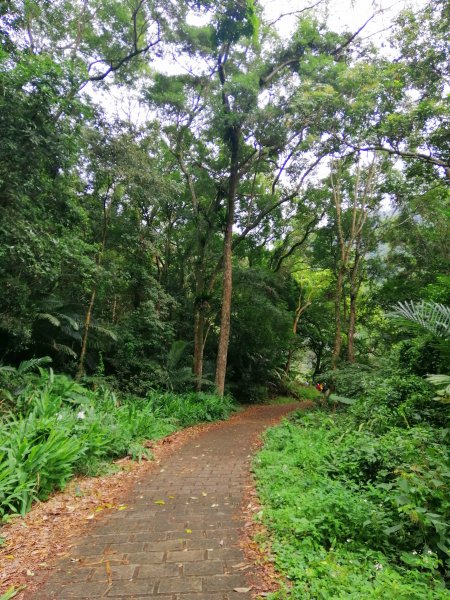 【雲林草嶺線】草嶺山間小旅行蓬萊瀑布步道1165003