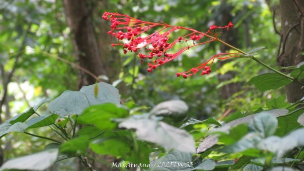 《南投》峰峰相連｜草屯九九峰森林步道O型202509062879324