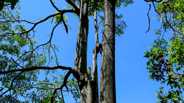 三汀山,苗圃,蝙蝠洞2787357
