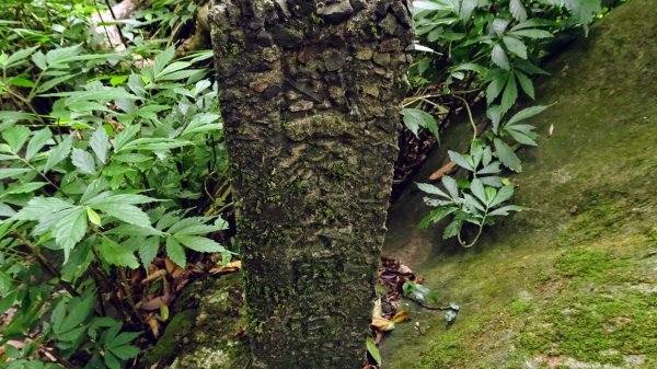 枕頭山(巴拉卡山,菜公坑山)2200071