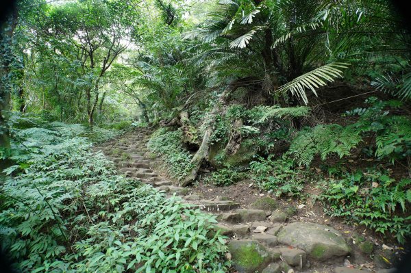 桃園 大溪 新溪洲山、溪洲山、林嵩壽山、內湳溝山、頭寮山3006200