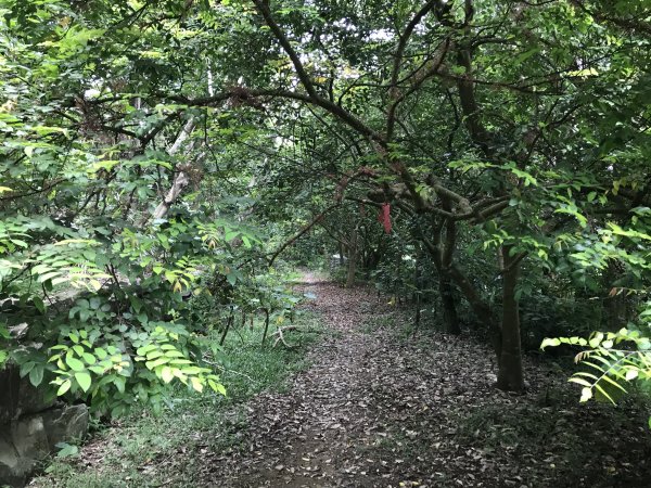 109年6月21日烏山紫竹寺-刣牛湖山1007479