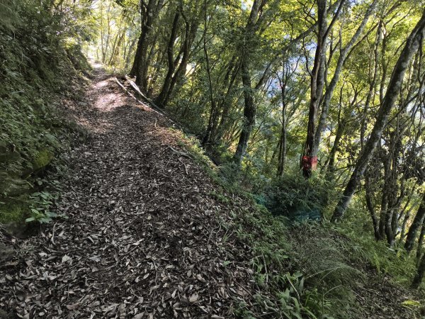 [玉山尋寶任務-07/12] 2025_0824 八通關雲龍瀑布步道2870559