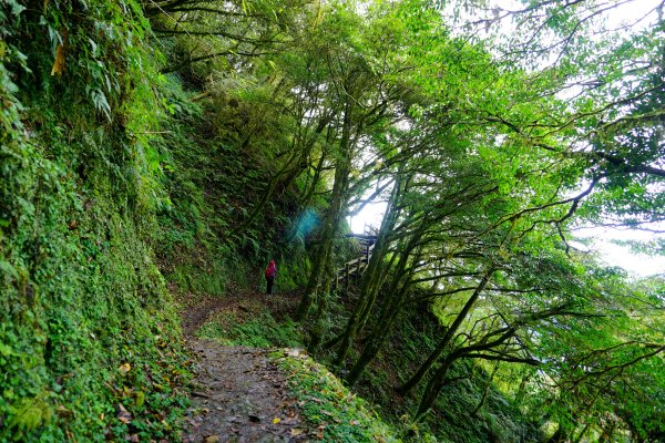 檜山巨木森林步道481485