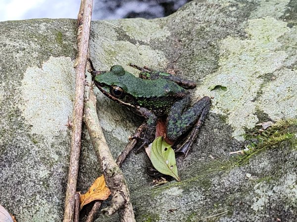 大屯溪古道2974964